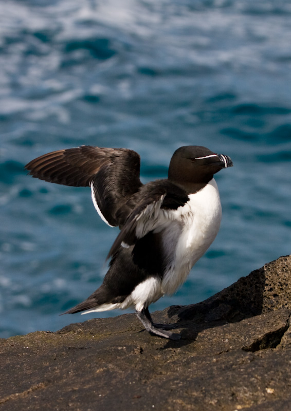 Razorbill